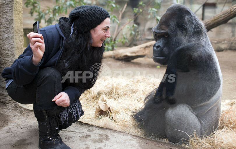 ゴリラの女の子 人間に興味津々 ドイツの動物園 写真3枚 国際ニュース Afpbb News