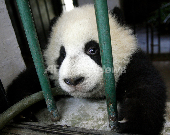 写真特集 かわいいパンダ 写真31枚 国際ニュース Afpbb News