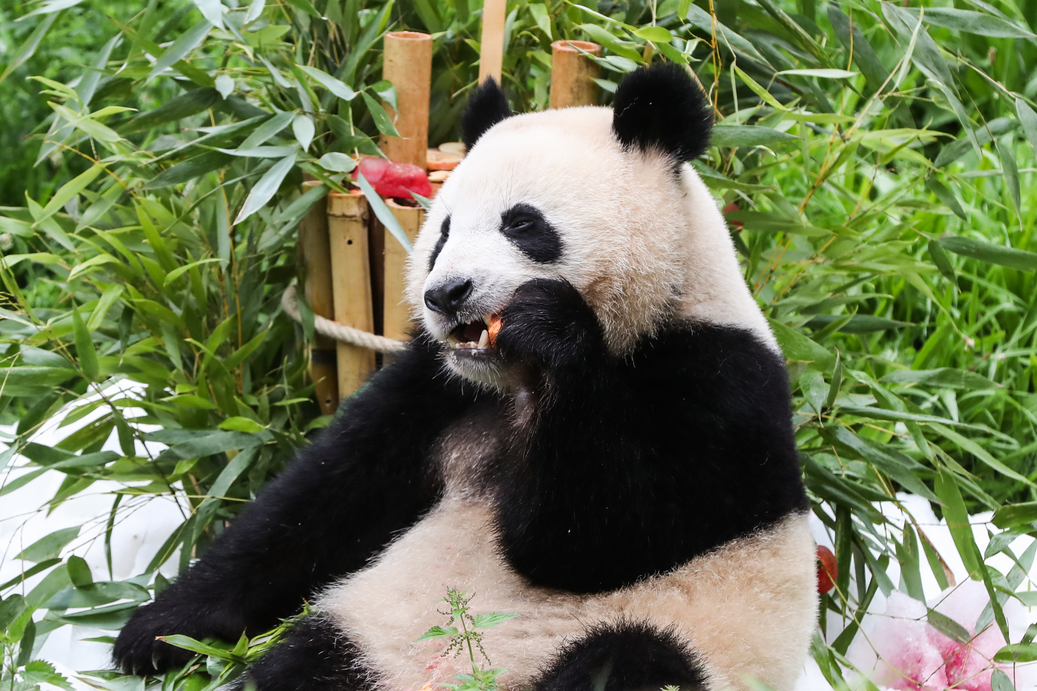ベルリン動物園 双子パンダの誕生日をお祝い 写真10枚 国際ニュース Afpbb News