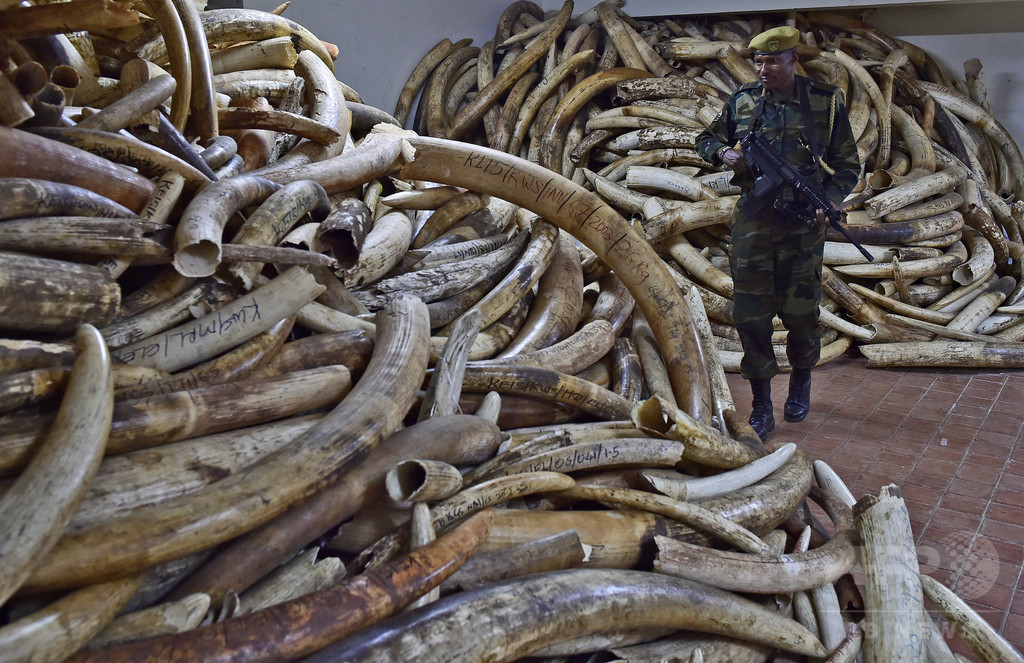 中国で象牙価格暴落、密猟撲滅に期待 ゾウ保護団体 中国で象牙価格暴落、密猟撲滅に期待 ゾウ保護団体