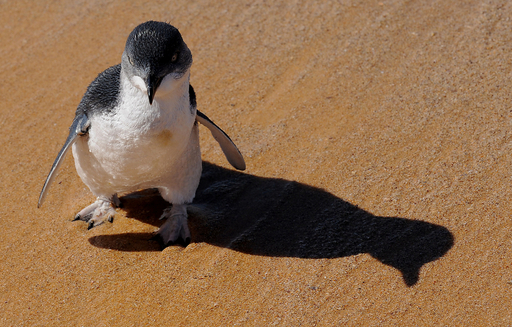 2羽の子ペンギン、海へ帰る オーストラリア 写真4枚 国際 2羽の子ペンギン、海へ帰る オーストラリア 写真4枚 国際