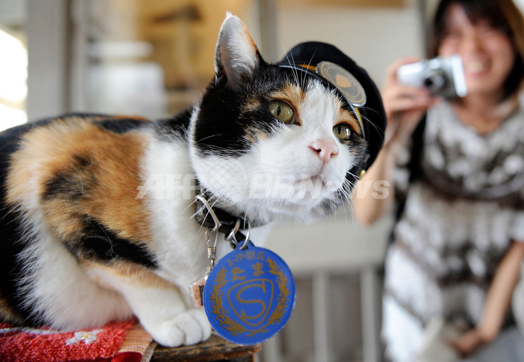 和歌山のネコ駅長 たま 経済効果は11億円 写真2枚 国際ニュース Afpbb News