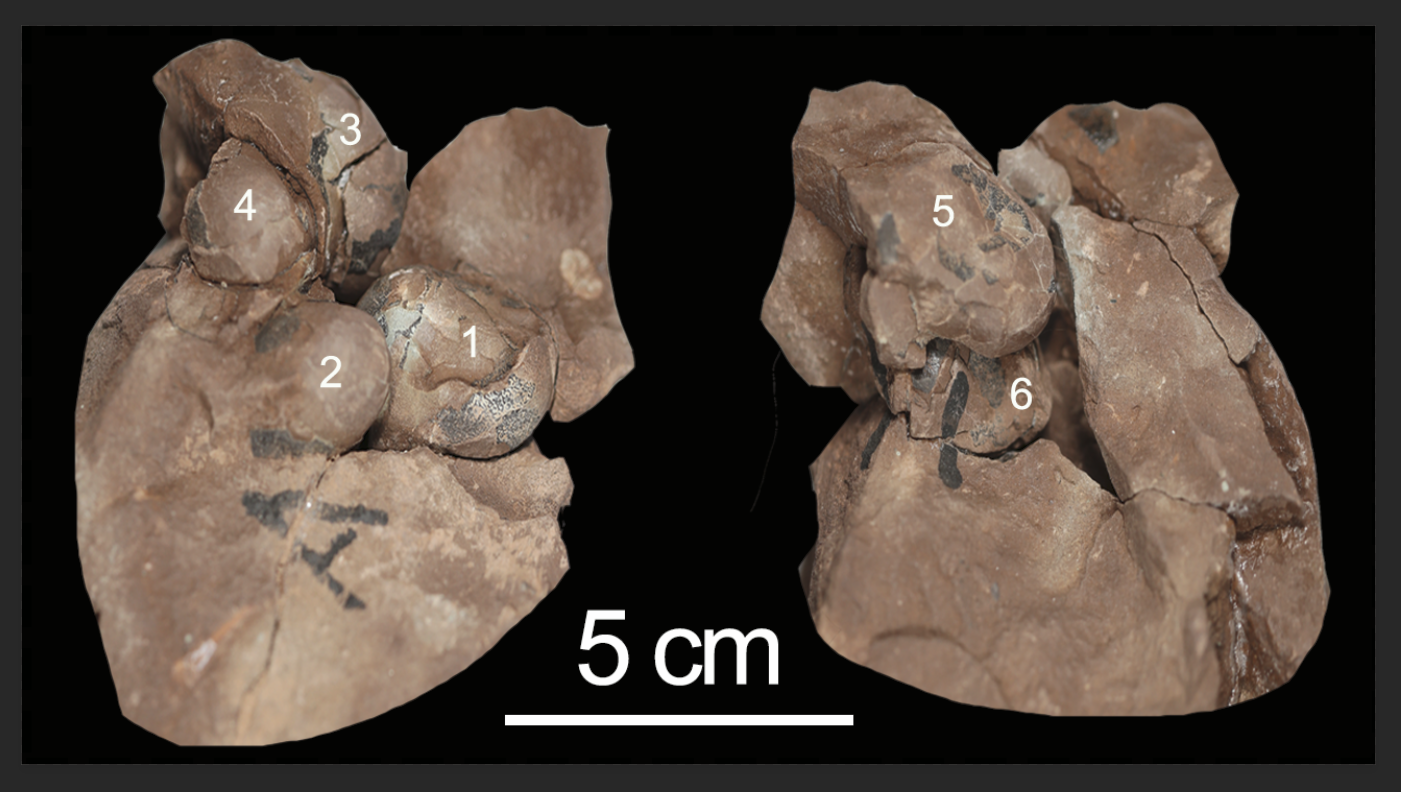 世界最小２９ミリ 中国江西省で恐竜卵化石の新種を発見 写真9枚 国際ニュース：AFPBB News