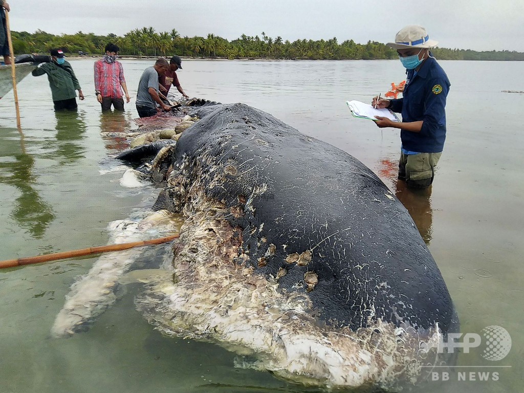 死んだクジラの胃から6キロのプラスチックごみ インドネシア 写真7枚 国際ニュース Afpbb News