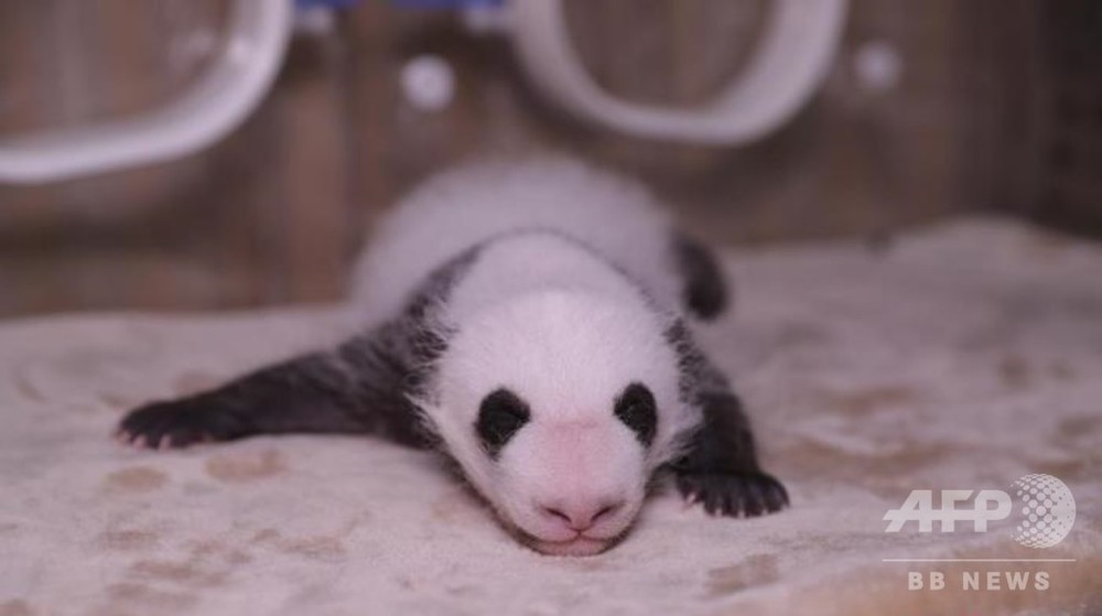 武漢ゴマ麺と成都クレープ 今年世界初の人工飼育双子パンダに命名 写真5枚 国際ニュース Afpbb News