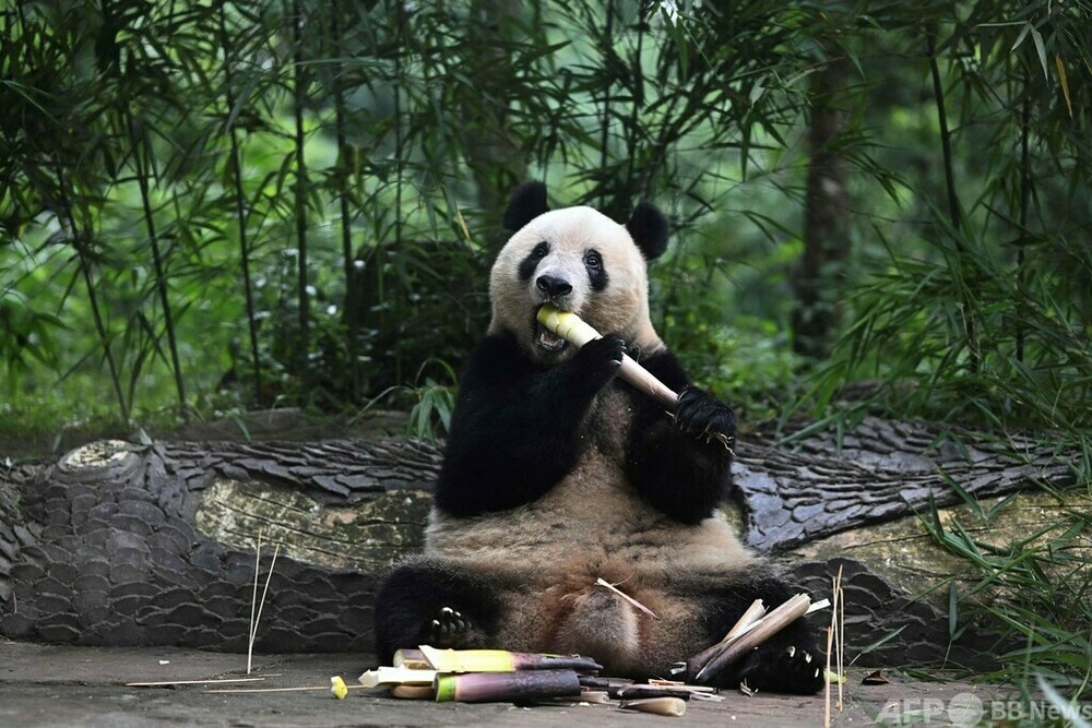 パンダのシャンシャン、中国で7歳に 23年返還 写真10枚 国際ニュース