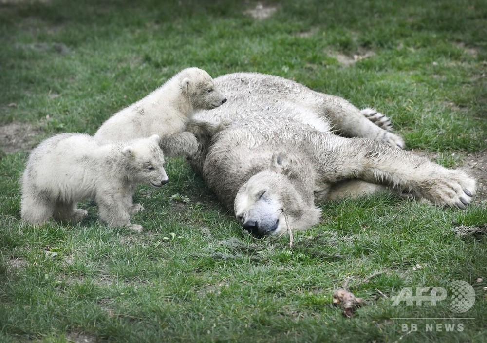 今日の1枚 起きてよ 最高に幸せな瞬間 写真2枚 国際ニュース Afpbb News