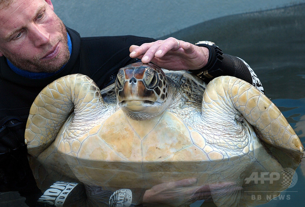 グレートバリアリーフ北部のウミガメ、9割前後が雌 温暖化の影響で