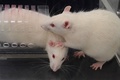 自由なネズミが拘束器具を開け、捕らわれていたネズミを解放する様子。シカゴ大学提供（撮影日不明、2020年7月8日提供）。(c)AFP PHOTO /David Christopher/University of Chicago/HANDOUT