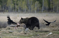 フィンランドで撮影されたカラスに囲まれながら、獲物の肉をかみちぎるヒグマ（2022年5月16日撮影、資料写真）。(c)Olivier MORIN / AFP
