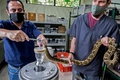 コスタリカ首都サンホセにあるコスタリカ大学クロドミロ・ピカド研究所で、ヘビから毒素を抽出する研究員ら（2020年9月24日撮影）。(c)Ezequiel BECERRA / AFP
