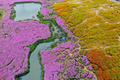 馬蘭花海公園に広がる花の海（2020年11月6日撮影）。(c)CNS/劉占昆