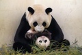 台湾の台北市立動物園（Taipei City Zoo）で生まれたジャイアントパンダの赤ちゃんの最新写真が公開された。

台湾で初めて誕生したこのパンダの赤ちゃんは、母親の円円（ユエンユエン、Yuan Yuan）と父親の団団（トアントアン、Tuan Tuan）の間で数回にわたって行われた人工授精により、7月7日に誕生した（2013年9月26日公開）。(c)AFP/Taipei City Zoo