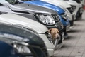 インドの首都ニューデリーの野良犬（2023年8月4日撮影）。(c)Money SHARMA / AFP