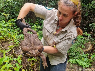 体重2.7キロ「モンスター」ガエル、安楽死 豪 写真2枚 国際ニュース