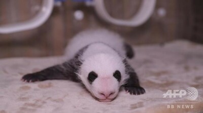 武漢ゴマ麺と成都クレープ！ 今年世界初の人工飼育双子パンダに命名