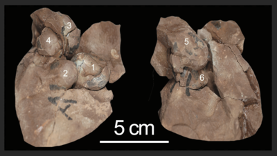 孵化直前の恐竜の赤ちゃんの化石、完全な状態で発見 中国 - BBC