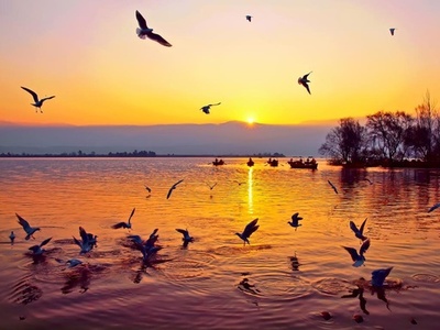 中国・四川省の邛海で鳥類310種を確認、過去最高を更新