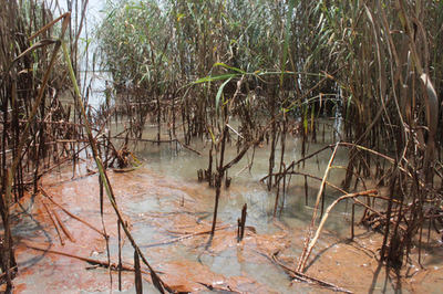 流出原油で湿地帯が壊滅状態に、回復は絶望的 米ルイジアナ州