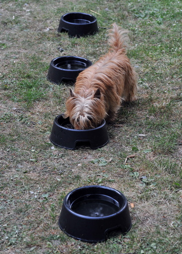 中国製ペットフード問題、犬たちの死因いまだ不明 米FDA