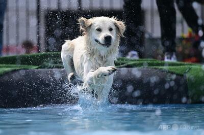人懐こすぎる犬、泥棒にも遊んでとせがむ