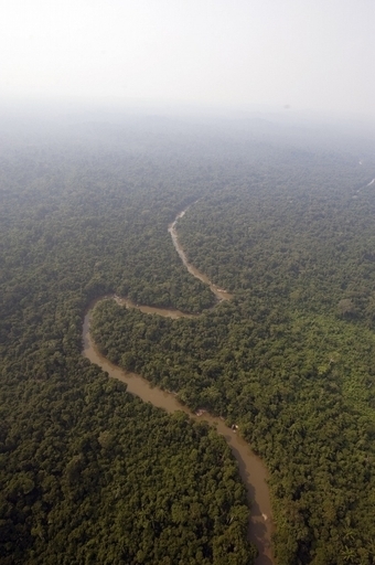 環境に優しい検索エンジン「Ecosia」登場、収益の8割を森林保全に寄付