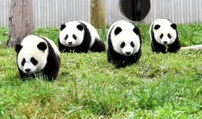 中国、野生パンダの数1800頭以上に