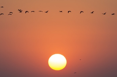 先頭は順番で交代、渡り鳥のV字飛行 国際研究