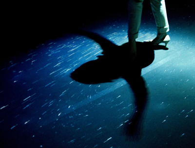 「光の生き物たち」展、米自然史博物館で開催