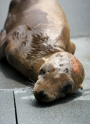 カリフォルニア州北岸で衰弱したアシカの保護急増、魚の減少が要因か