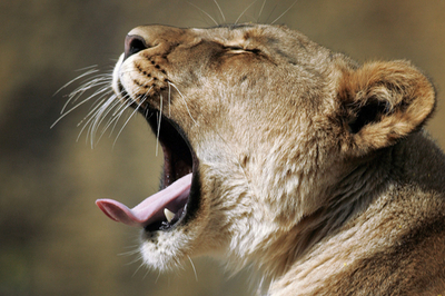 2匹の赤ちゃんライオン、父親の「虐待」で米国に「亡命」 - スイス