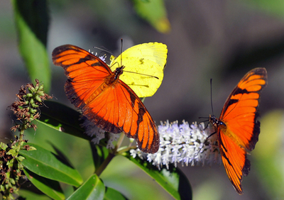 ボリビアでチョウの飼育場、新観光名所に