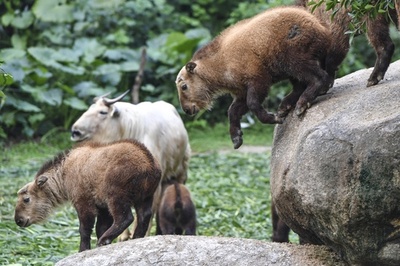 仲良く生活…ターキンの子どもたち 中国・広州の動物園