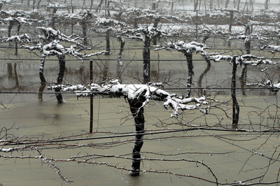 雪だるまに銃、パレスチナとイスラエルの冬景色
