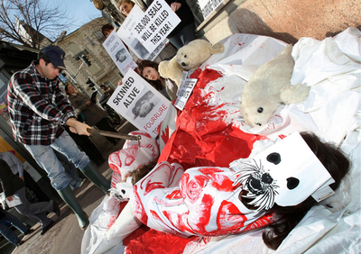 アザラシの狩猟に反対、仏ニースのカナダ領事館前で抗議