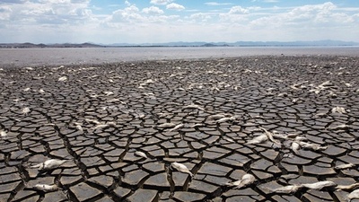 干ばつ深刻化のメキシコ 湖で魚が大量死