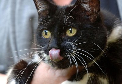 金融危機もたらした？ダウニング街の名物ネコ病死