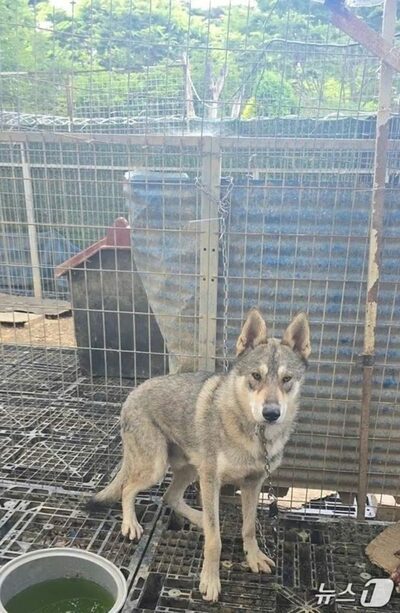 韓国の農家から逃げた狼犬、1匹を追加捕獲