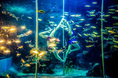 魚と優雅に競演、中国の水族館で水中ポールダンス披露