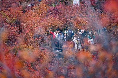 「秋は二度目の春」 20年の植林により紅葉に包囲される北京