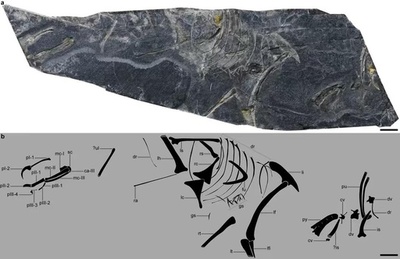世界最古の鳥類化石の一つ「政和八閩鳥」を発見 中国福建省