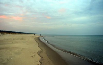 夏の海辺で宴会？泥酔アナグマを保護、ポーランド