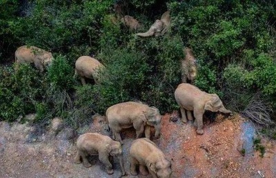 中国雲南の野生ゾウ15頭 500キロ北上し昆明市に近づく