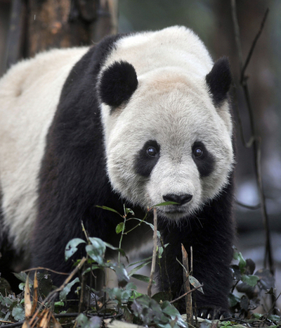 メディアもなんのその、マイペースに過ごす米国生まれのパンダ 中国