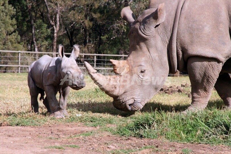 シロサイの赤ちゃん誕生、「希望の兆し」 豪動物園