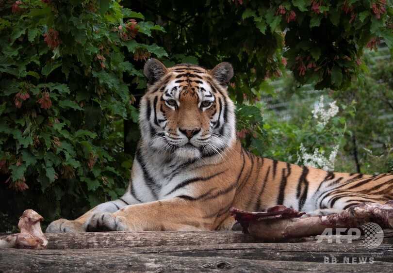 飼育員がトラに襲われ死亡 スイス動物園 写真1枚 国際ニュース Afpbb News