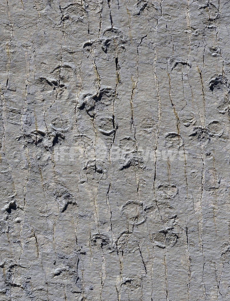 恐竜300種の足跡が約5000個、ボリビアの白亜紀公園