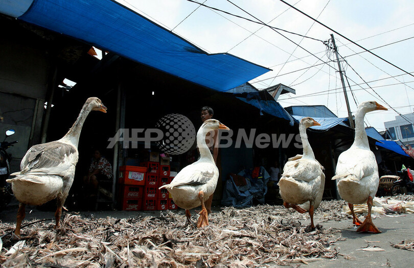 インドネシア 鳥インフルエンザの死者人に 写真5枚 国際ニュース Afpbb News