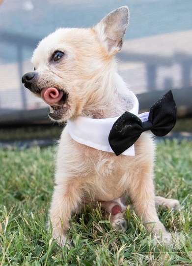 不細工が自慢 世界一醜い犬コンテスト 米カリフォルニア 写真21枚 国際ニュース Afpbb News