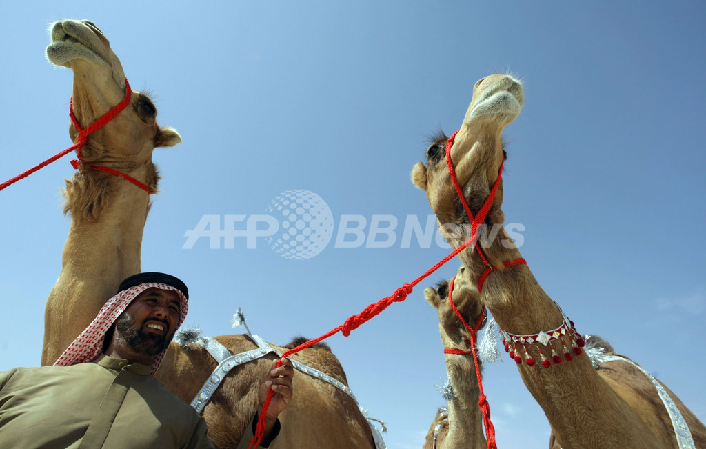 ラクダ3頭に6億円、UAEの競売で ラクダ3頭に6億円、UAEの競売で